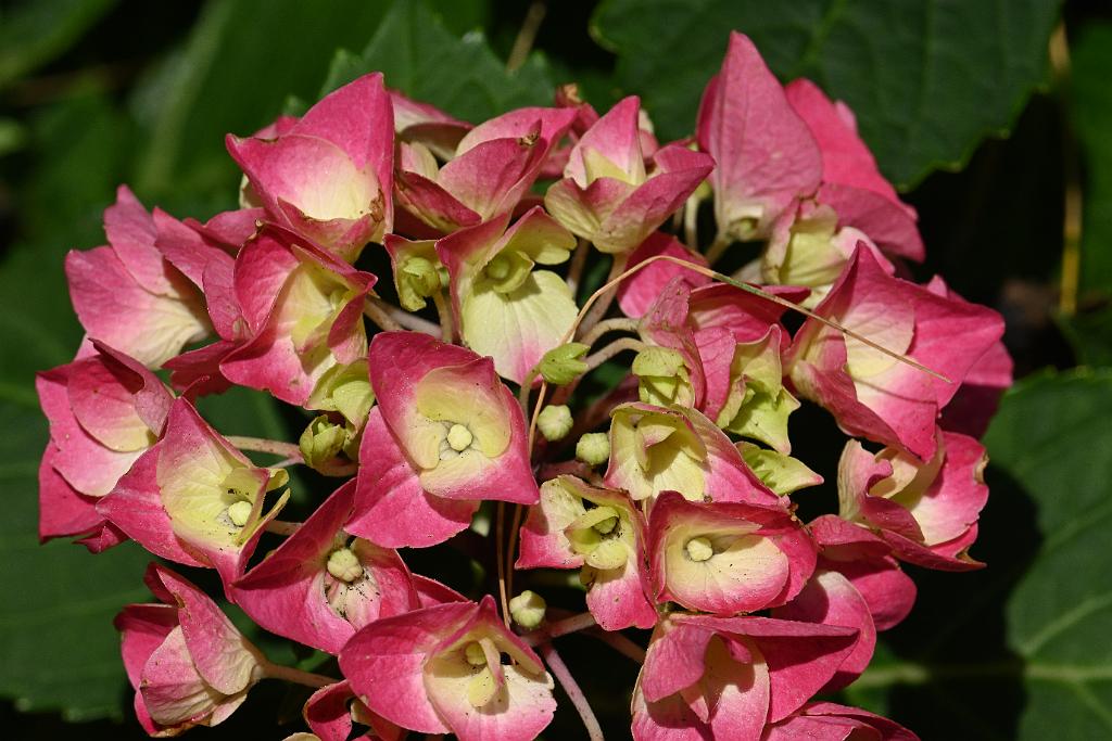 2025-06138964 Tower Hill Botanic Garden, MA.JPG - Hydrangea. New England Botanic Garden at Tower Hill, MA, 6-13-2025